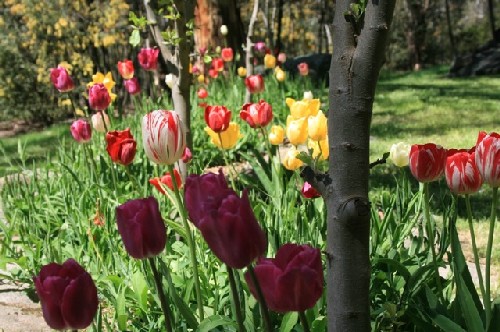 More Tulips